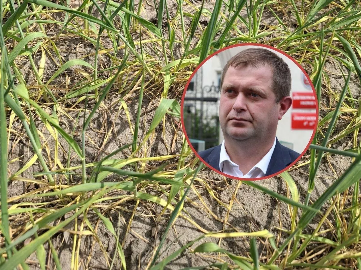 Rolnicy wzywają ministra na pola. „Nie stać nas choćby na przesiewanie”