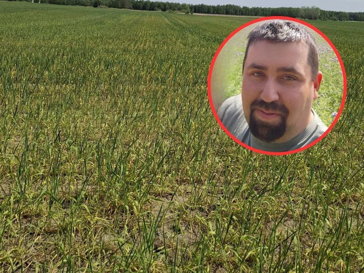 „To już koniec plonów”. Rolnicy żądają klęski żywiołowej, straty sięgają 50%