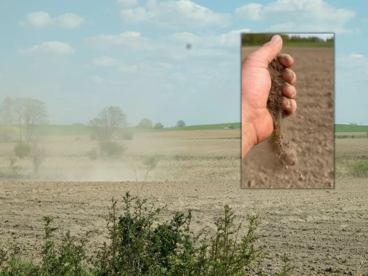 ”Sytuacja na polach jest krytyczna”. Rolnicy żądają pilnych komisji suszowych