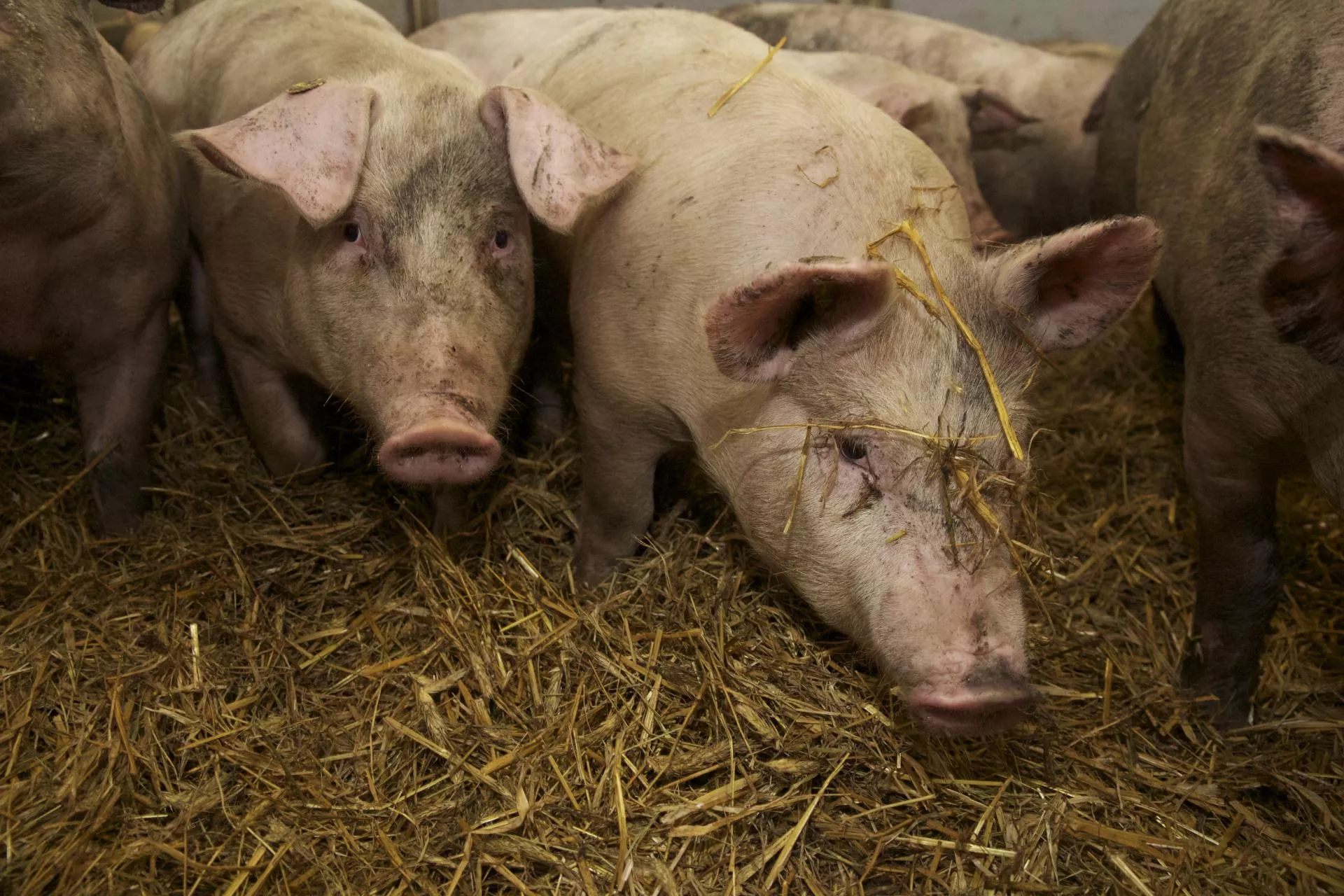 Rolnicy wściekli po decyzji weterynarii. „To są jakieś niepoważne jaja”