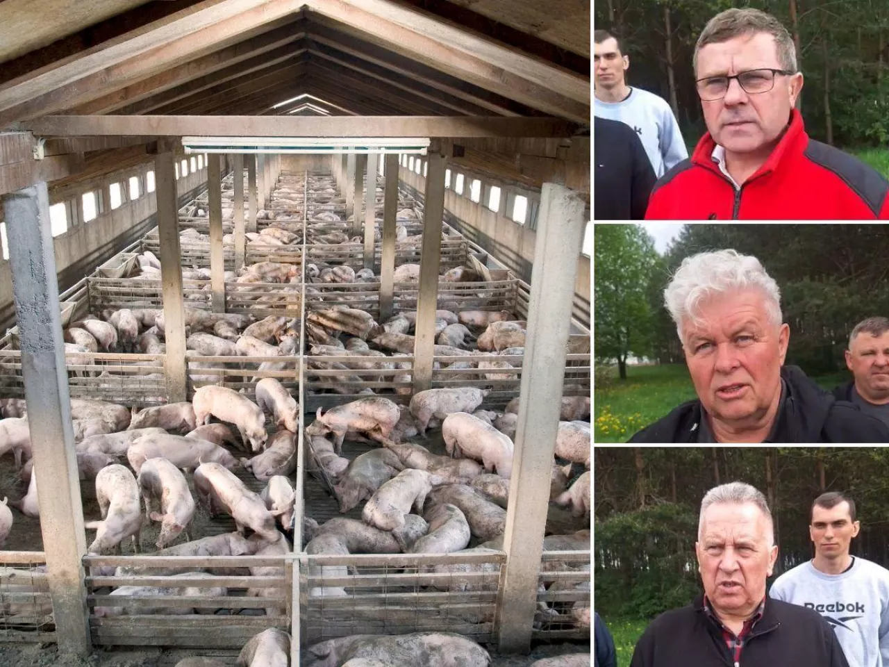 Ceny świń runęły nawet o 50 gr. Rolnicy: ”Tak źle jeszcze nie było”