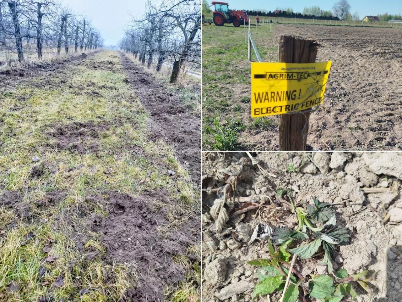 Dziki nie dają spokoju rodzinie Siemiątkowskich