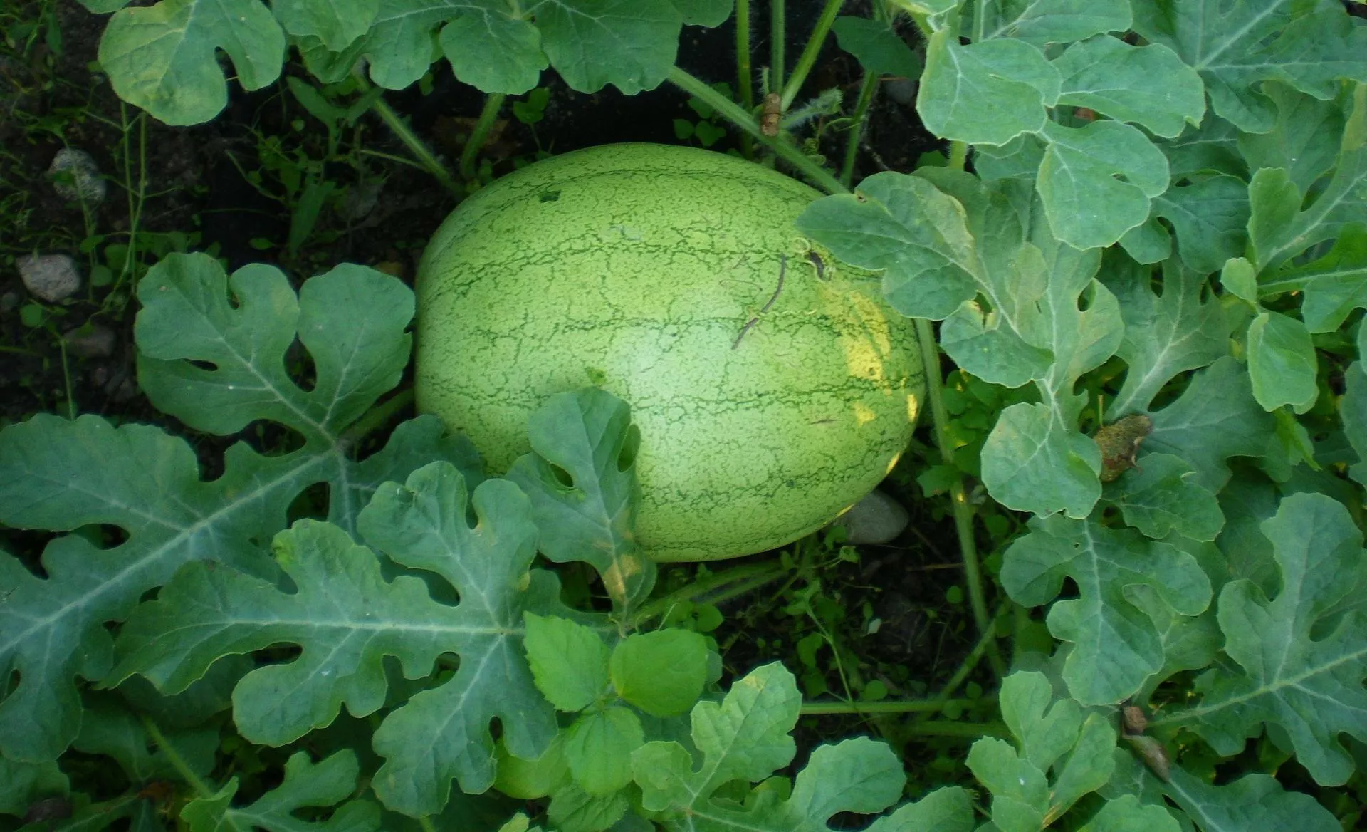 Polskie arbuzy i melony? Te odmiany mogą zaskoczyć plonem