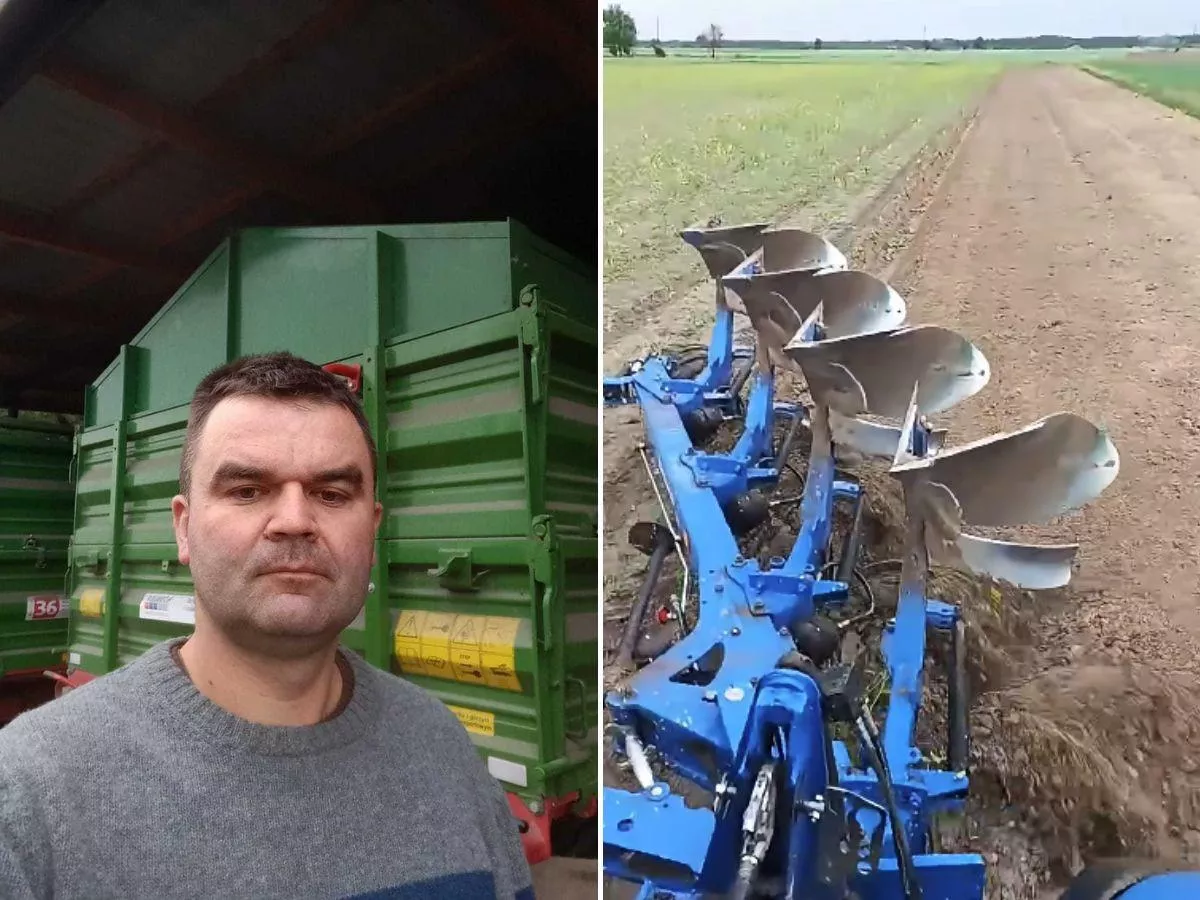 Zaorał rzepak. To, co później zrobiły bażanty, załamało rolnika