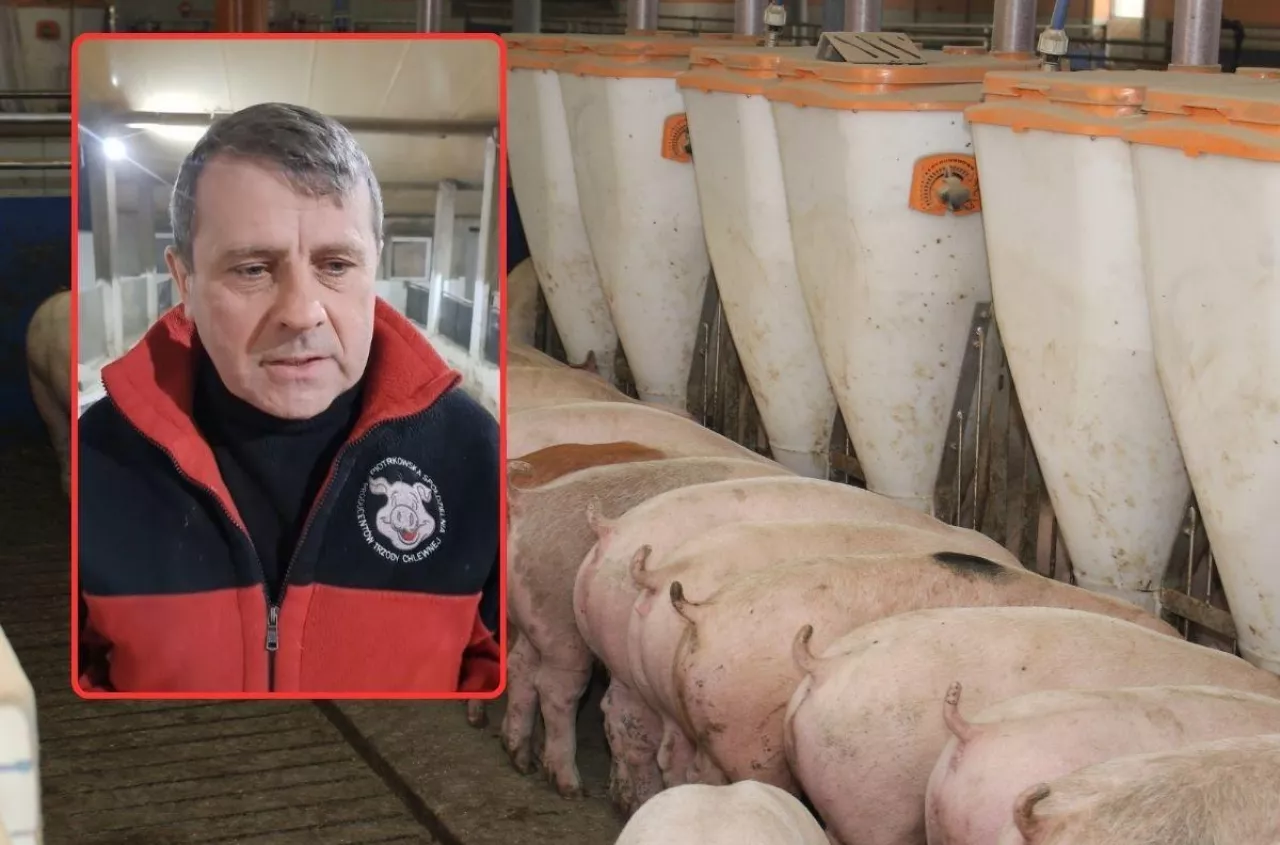 Tylko 400 zł za tucznika, choć w Polsce brakuje świń. Rolnicy pytają: co tu się dzieje?
