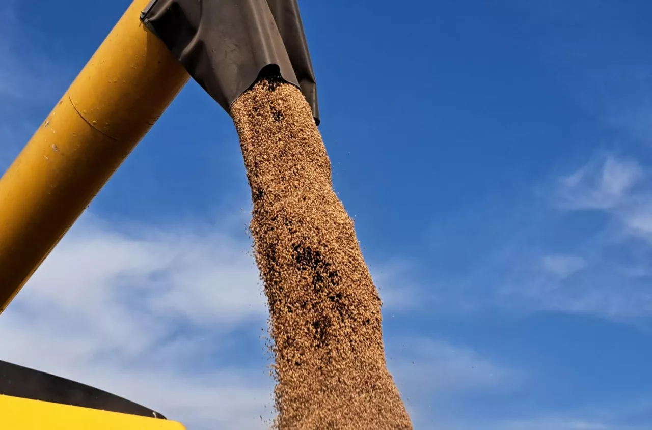 Świat zużyje więcej pszenicy, niż wyprodukuje. USDA tnie prognozy zbiorów