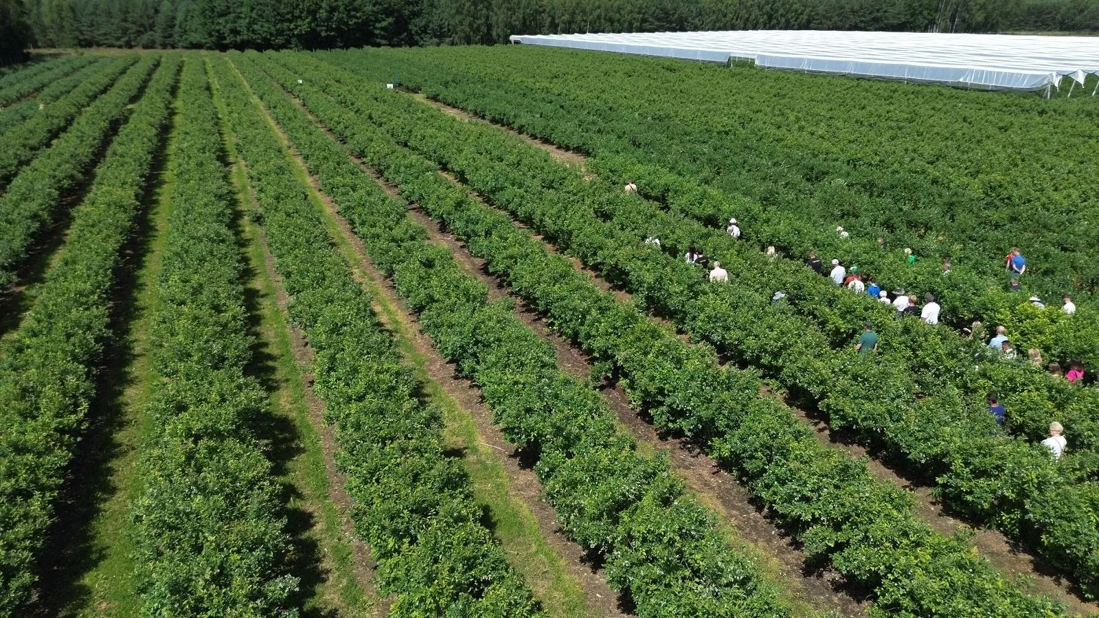 Wjechali na plantację i zniszczyli uprawy. Kto zapłaci rolnikowi?