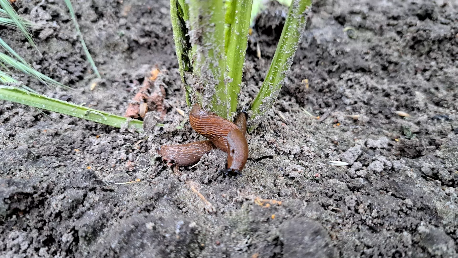 Plaga ślimaków na polach. Czym je zwalczać, zanim zniszczą uprawy?