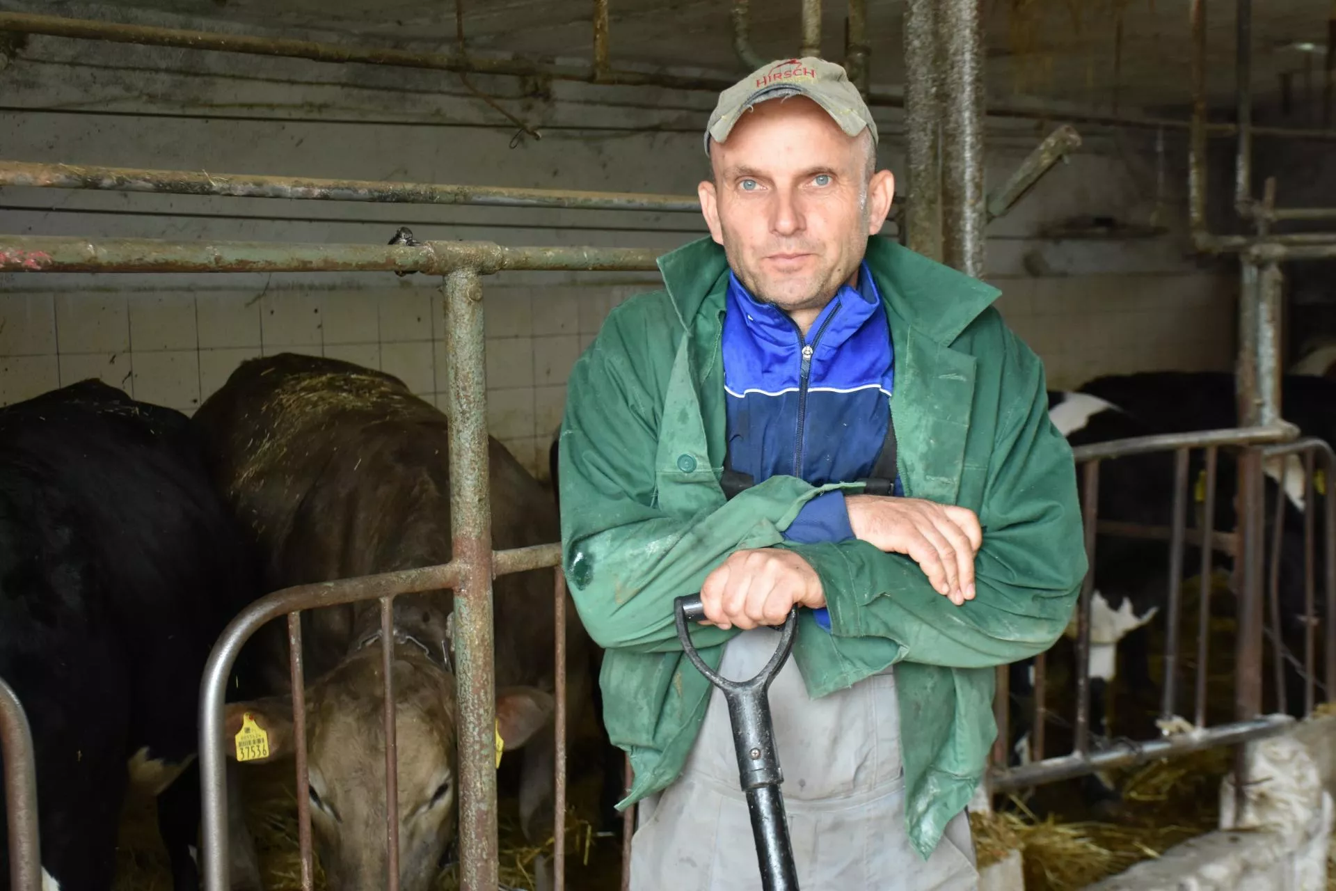 Wojsko zabrało rolnika od bydła. "A krowy same się nakarmią?"