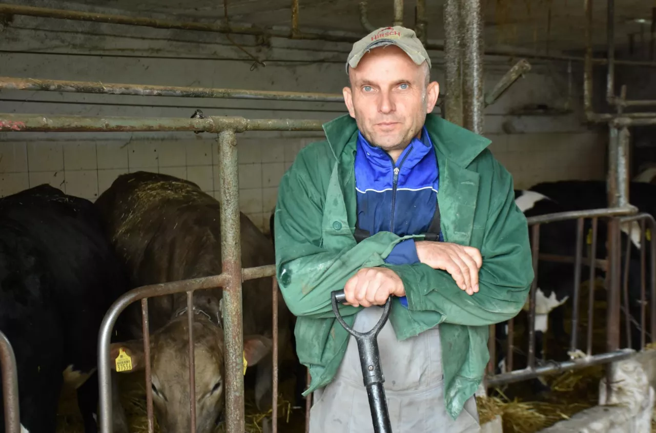 Wojsko zabrało rolnika od bydła. "A krowy same się nakarmią?"