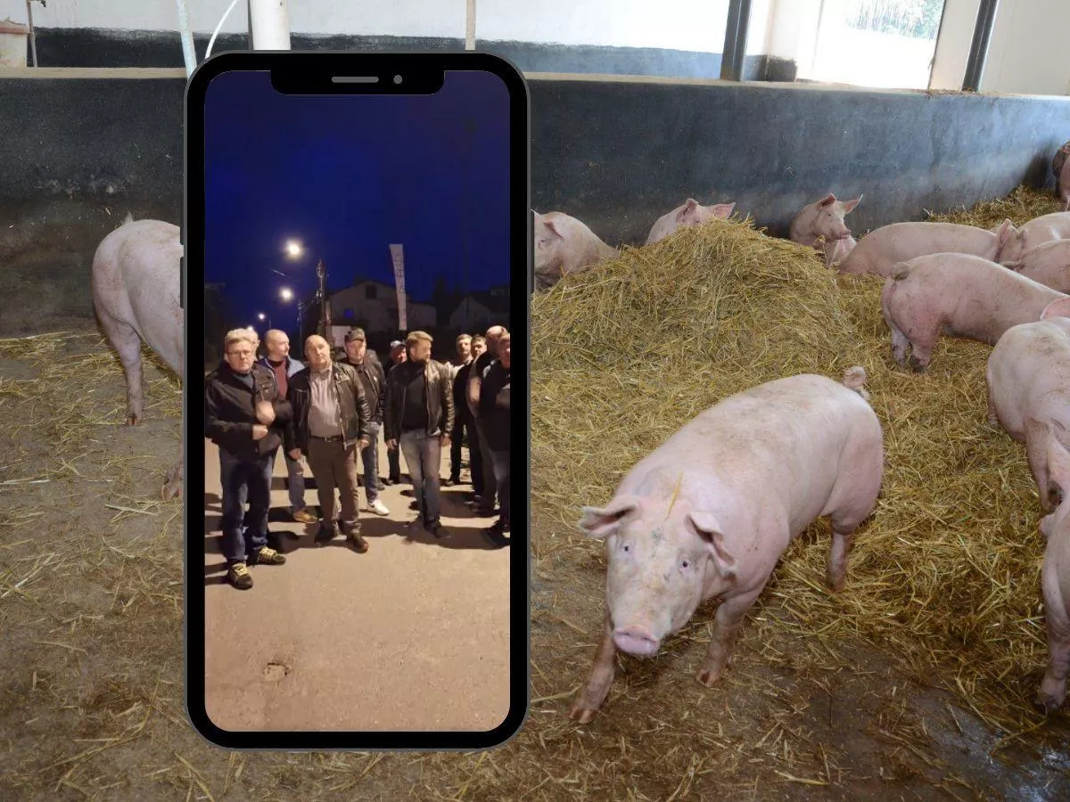 Rolnicy zostali z tucznikami w chlewniach. Animex odpowiada na zarzuty