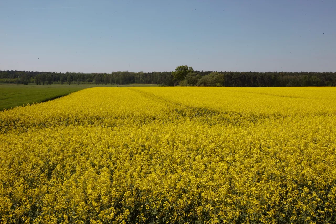 Kwitnący rzepak na wielkich polach