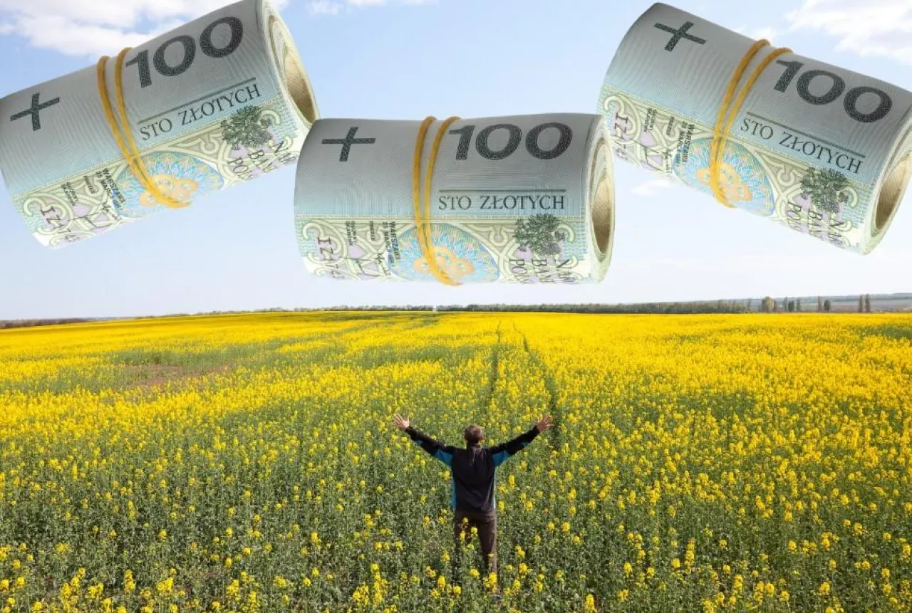 pole z rzepakiem, postać mężczyzny stojąca tyłem, na górze zwitki polskich banknotów 