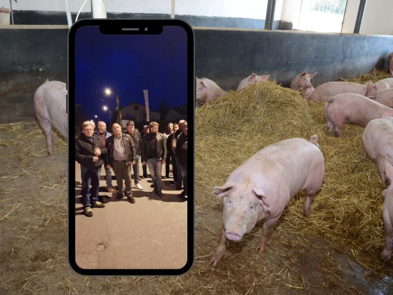 Rolnicy zostali z tucznikami w chlewniach. Animex odpowiada na zarzuty