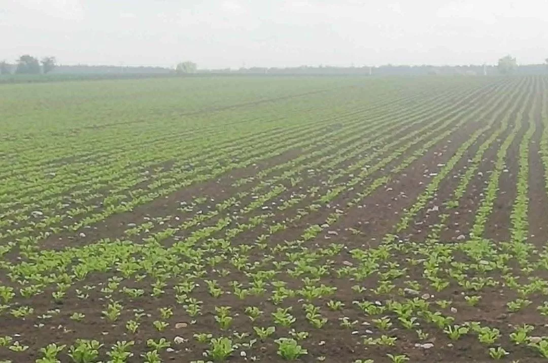 Fatalny start buraków cukrowych. Rolnicy już muszą przesiewać plantacje