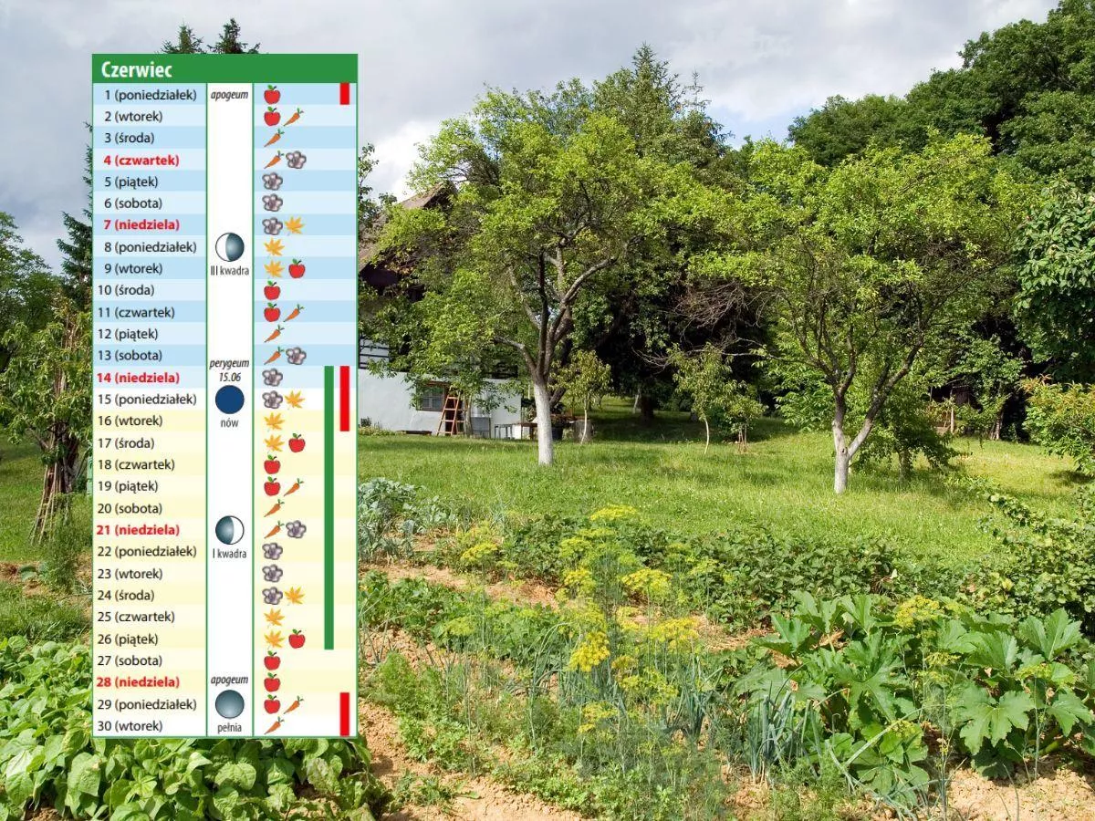 Kalendarz biodynamiczny na czerwiec 2026. Kiedy siać, sadzić i pielęgnować rośliny?
