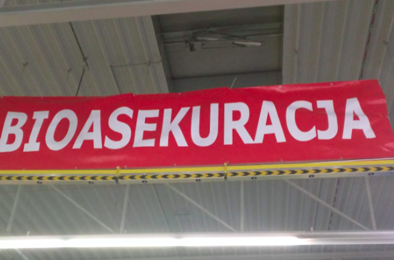 Polska pod ogromną presją ASF. Co trzecie ognisko w Europie jest u nas
