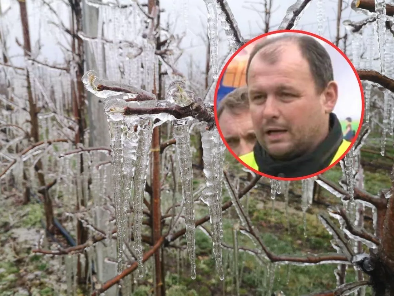Przymrozki obnażyły chaos państwa? Rolnicy: każda gmina działa inaczej
