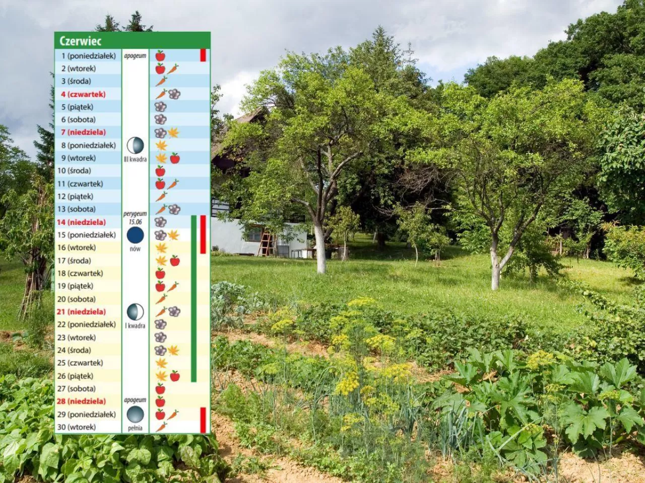 Kalendarz biodynamiczny na czerwiec 2026. Kiedy siać, sadzić i pielęgnować rośliny?