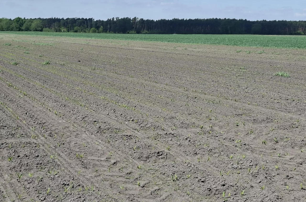 Dziki niszczą uprawy. Myśliwi wydali istotny apel do rolników