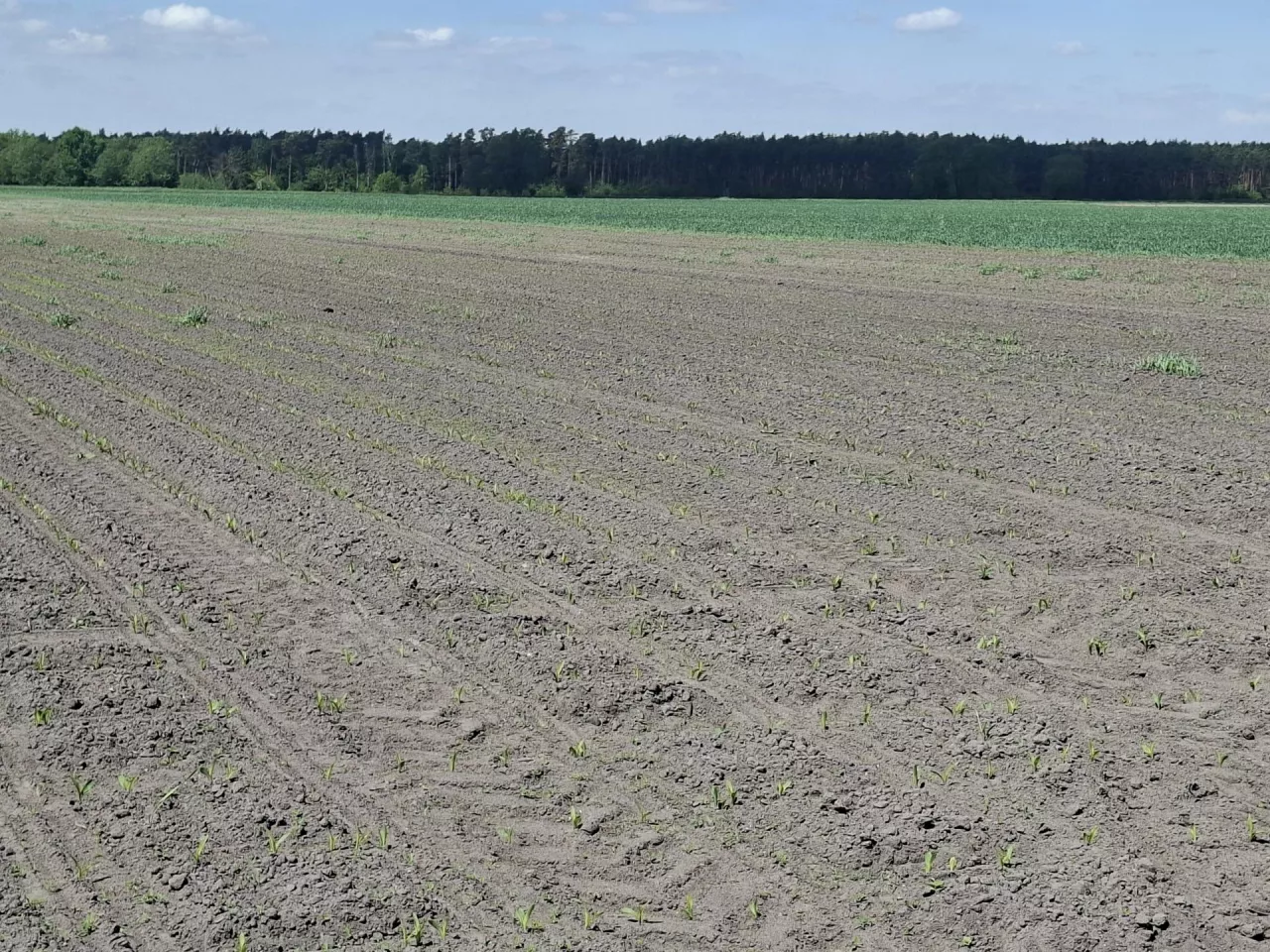 Szkody łowieckie to zmora rolników