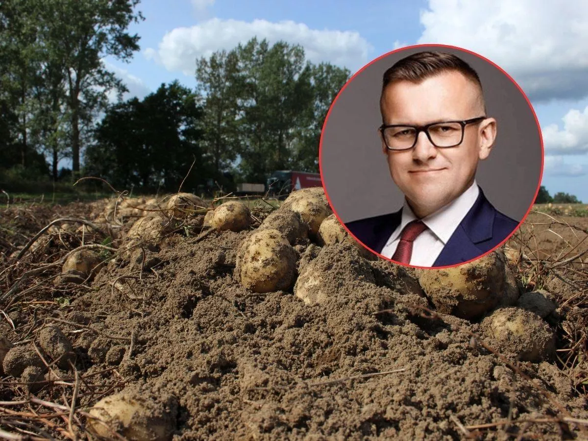 Każdy musiałby zjeść 60 kg ziemniaków. Rolnicy ostro o akcji ministerstwa