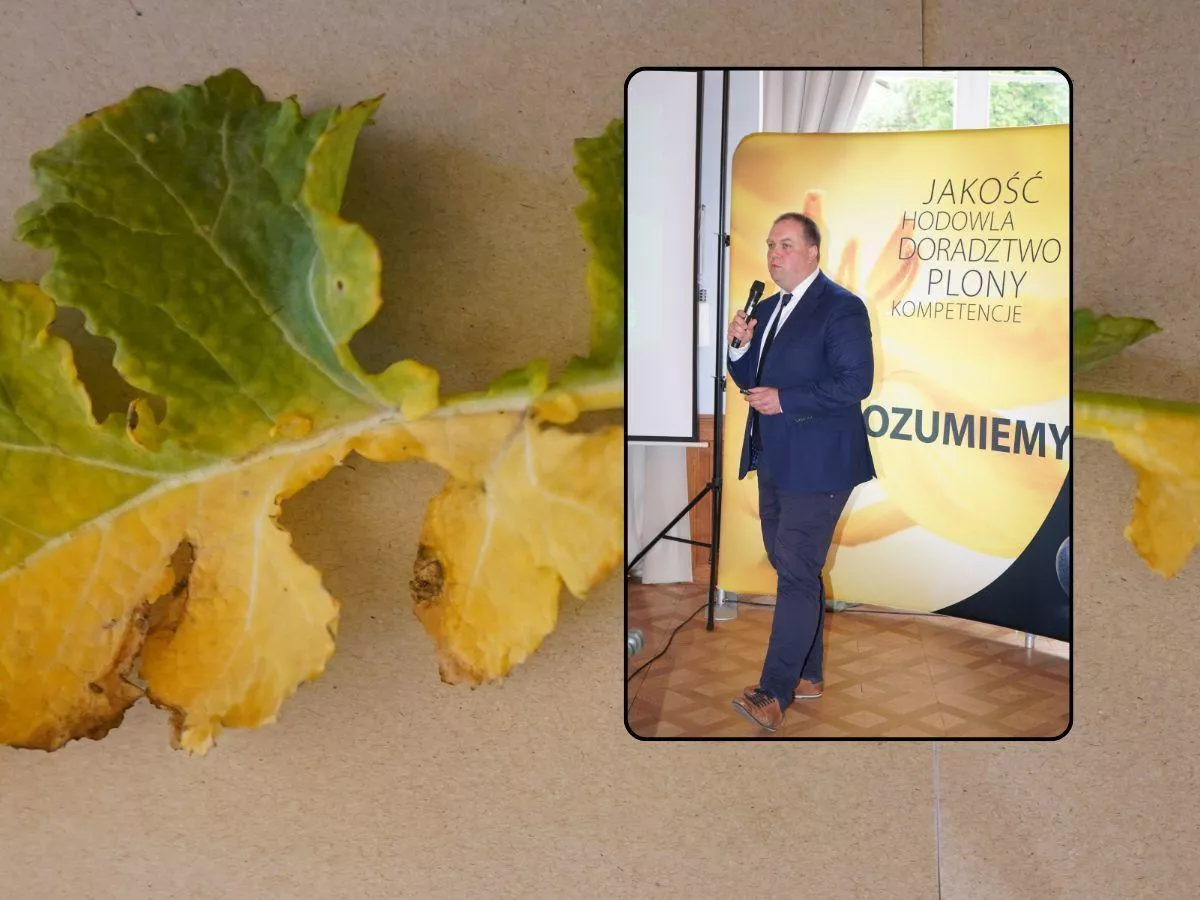 Ta choroba jest już na co trzecim polu. Rolnicy mogą stracić choćby połowę plonu