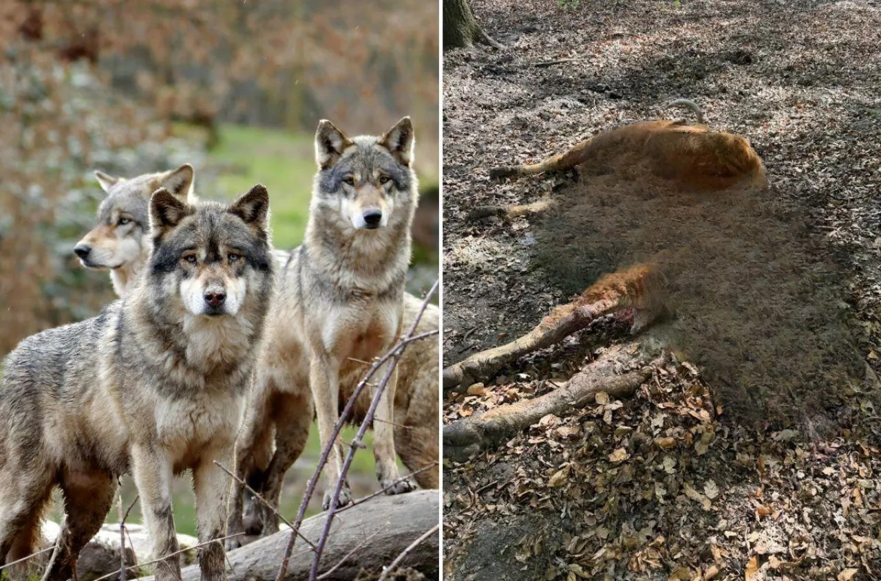 Zjadły krowę przy porodzie i rozszarpały stado. Gmina stanęła po stronie rolników