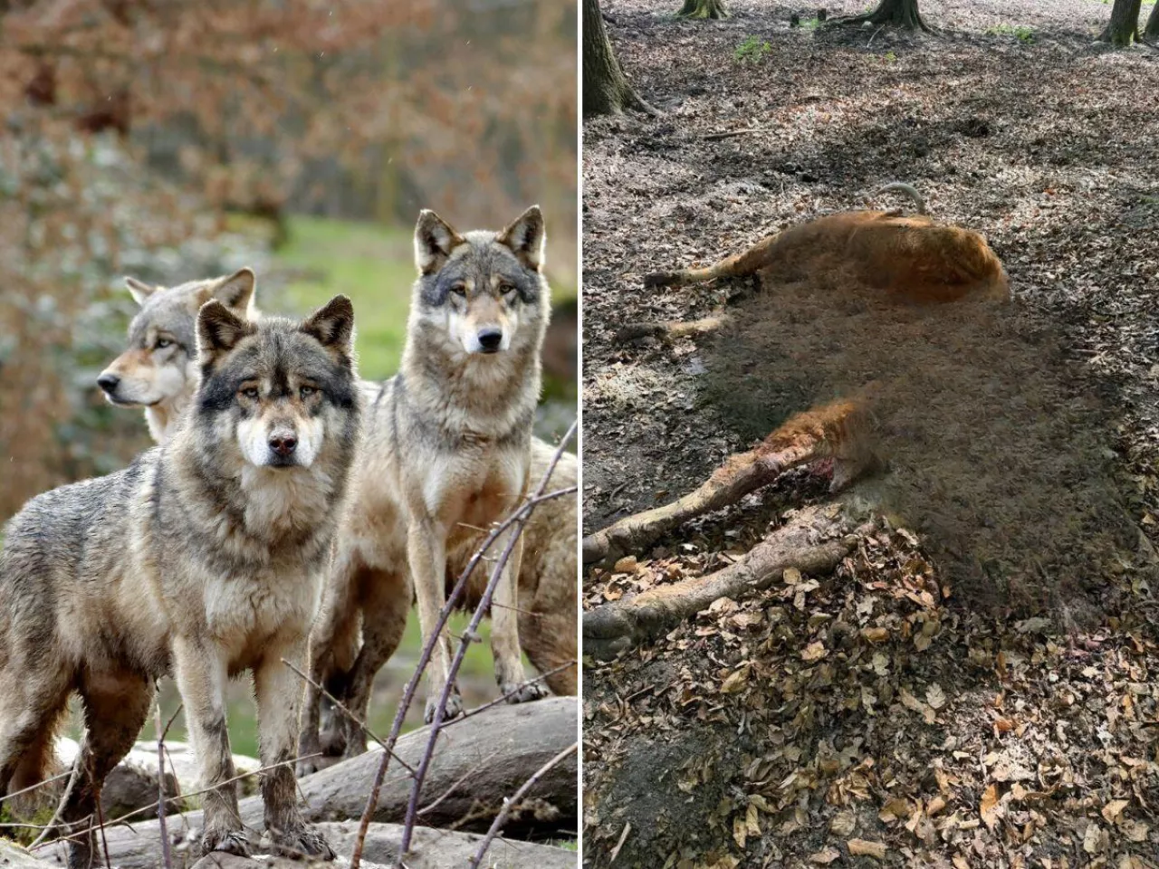 Ataki wilków na zwierzęta gospodarskie w gminie Polanów