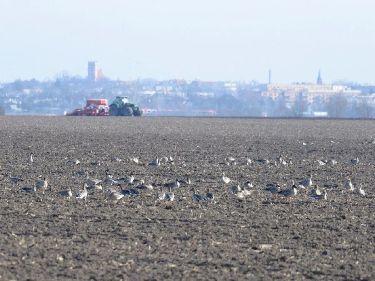 Spustoszone uprawy. Rolnicy usłyszeli od rządu: „Radźcie sobie sami”