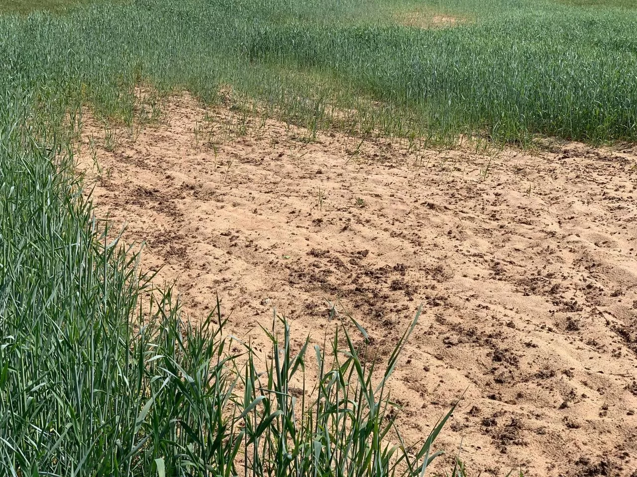 Pierwszy raport suszowy IUNG. Susza jest w zbożach, ale nie w rzepaku