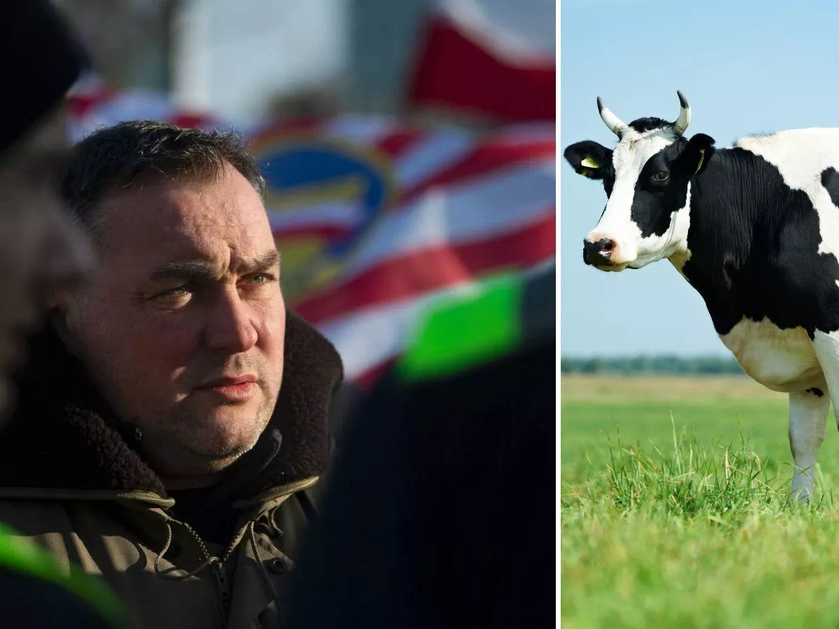 Miał ognisko w stadzie i stracił 40 gr na mleku. Rolnik się nie poddaje