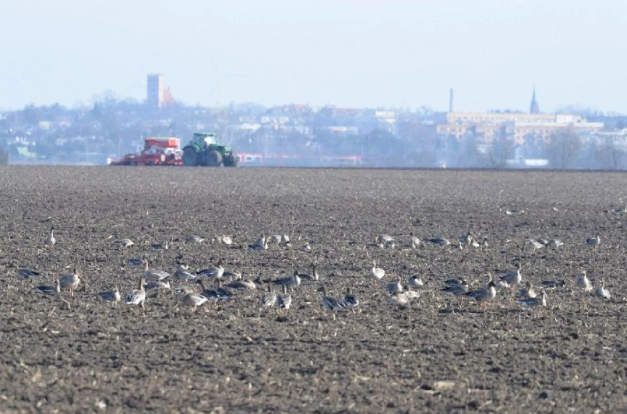 Spustoszone uprawy. Rolnicy usłyszeli od rządu: „Radźcie sobie sami”