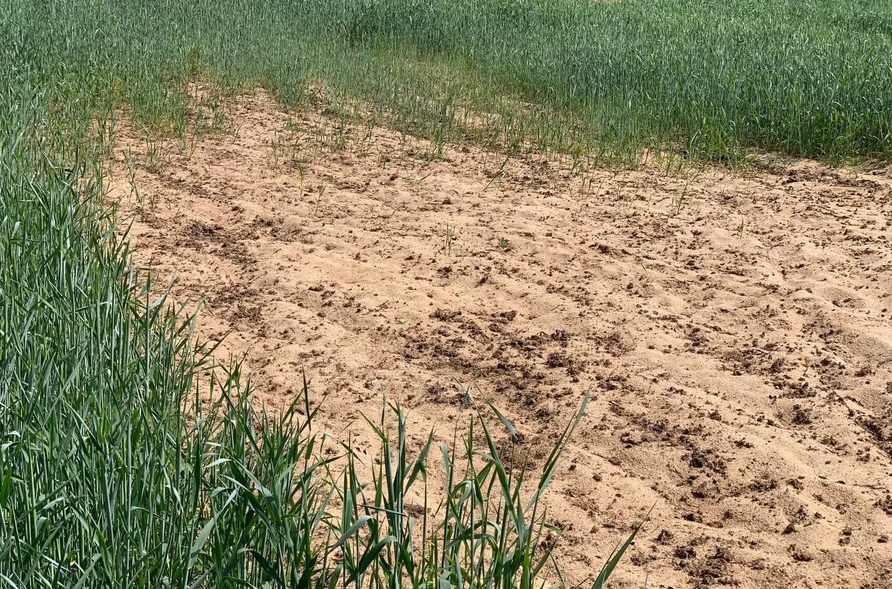 Pierwszy raport suszowy IUNG. Susza jest w zbożach, ale nie w rzepaku