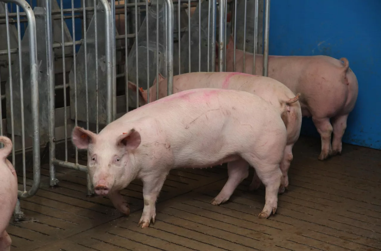 Ceny świń niższe o 70 gr niż w Niemczech. Ile dziś płacą zakłady? [SONDA 22.05]