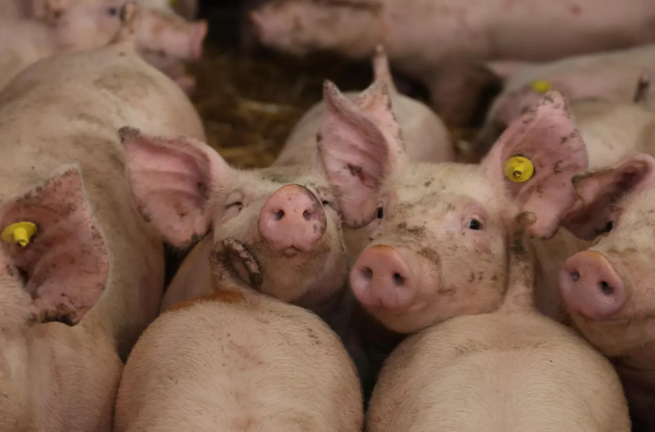 Miał budować fermę na 20 tys. świń. Gmina właśnie go zablokowała