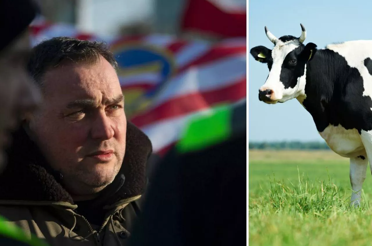 Miał ognisko w stadzie i stracił 40 gr na mleku. Rolnik się nie poddaje