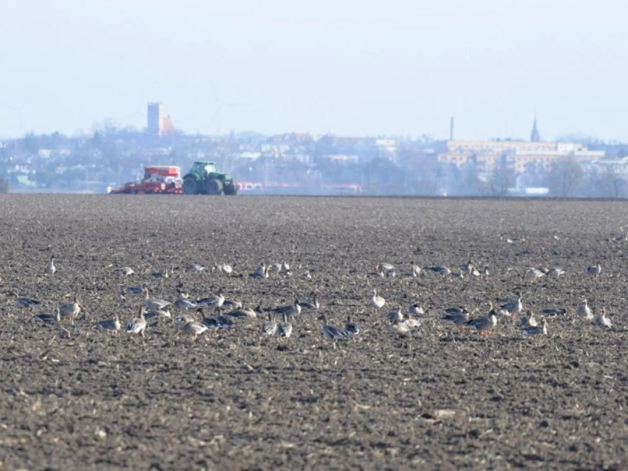Wyjedzone rzepaki i zboża. Rolnicy walczą z plagą