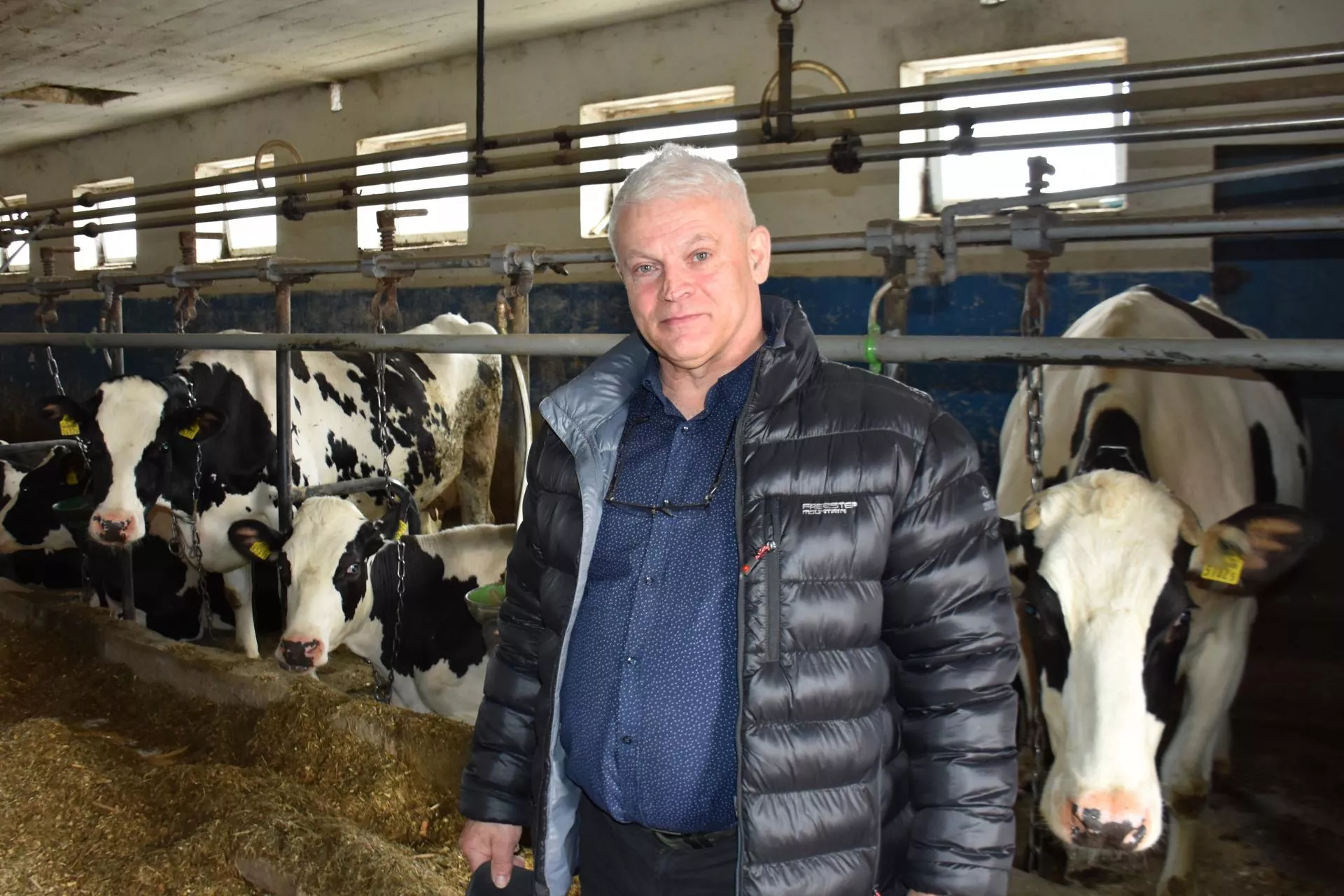 Jałówka kosztuje dziś 15 tys. zł. Rolnik znalazł sposób, by nie kupować ani jednej