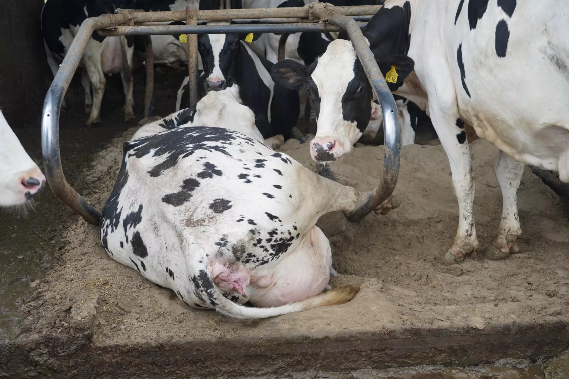 Te krowy łatwiej się zacielają. Naukowcy wskazali istotną cechę