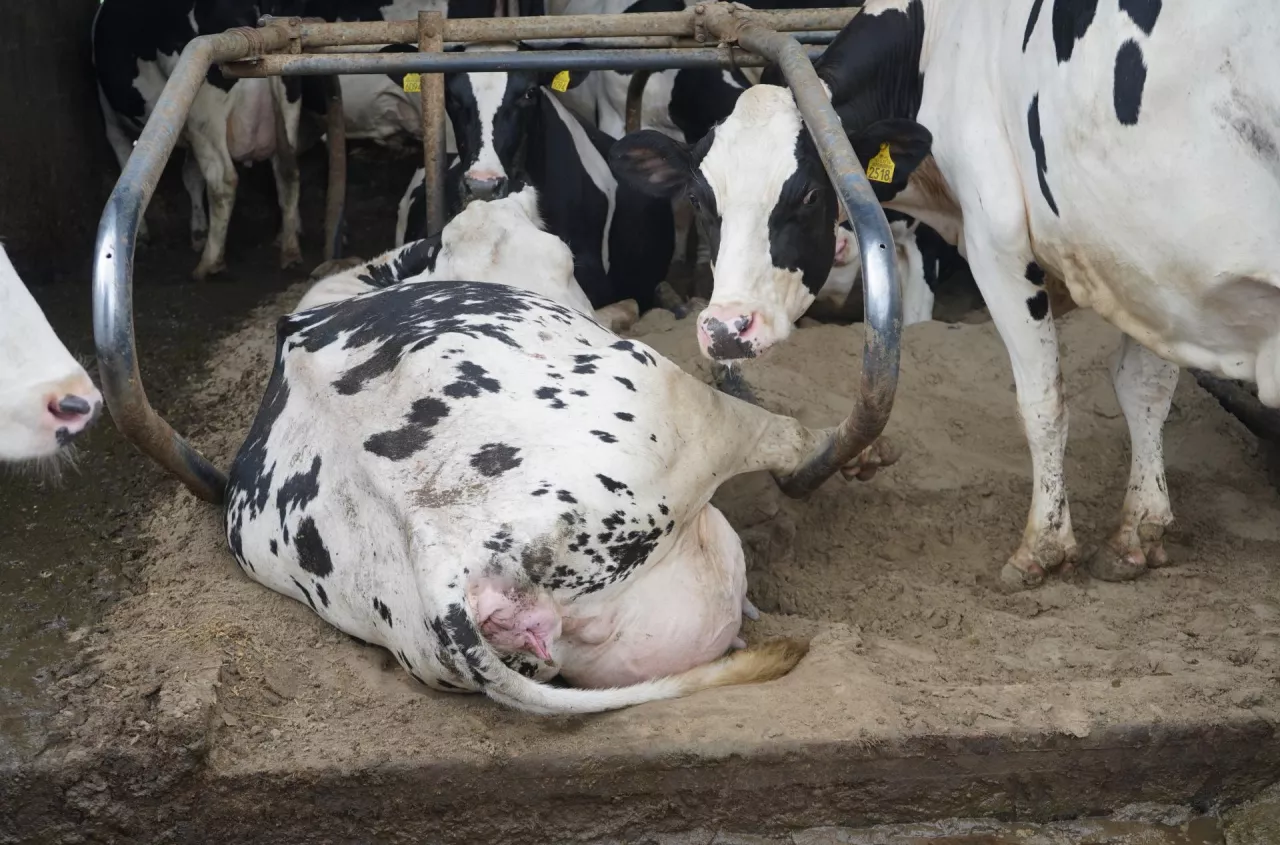 Te krowy łatwiej się zacielają. Naukowcy wskazali istotną cechę