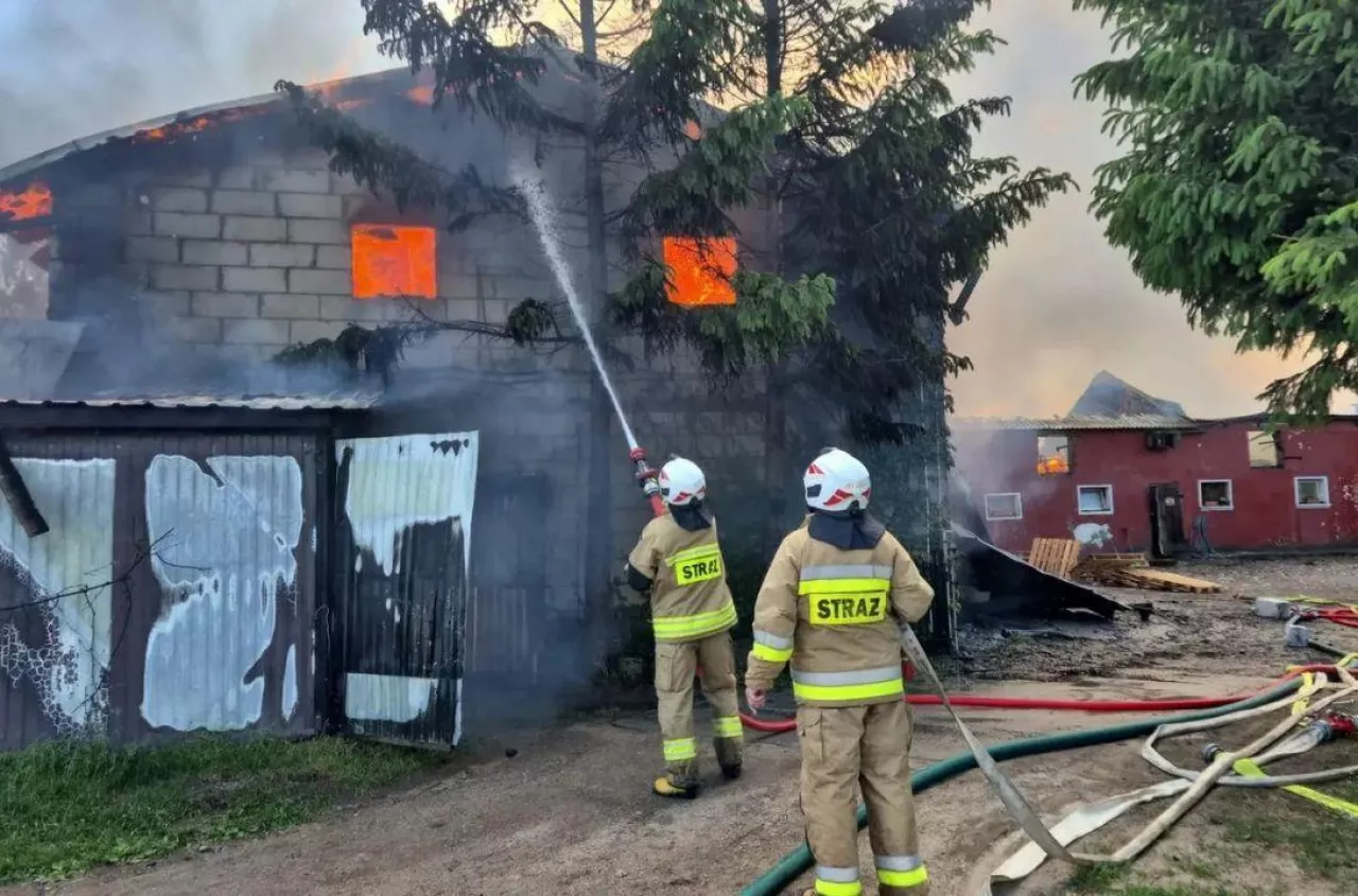 Płonęła chlewnia z 700 świniami. Strażacy ratowali zwierzęta z ognia