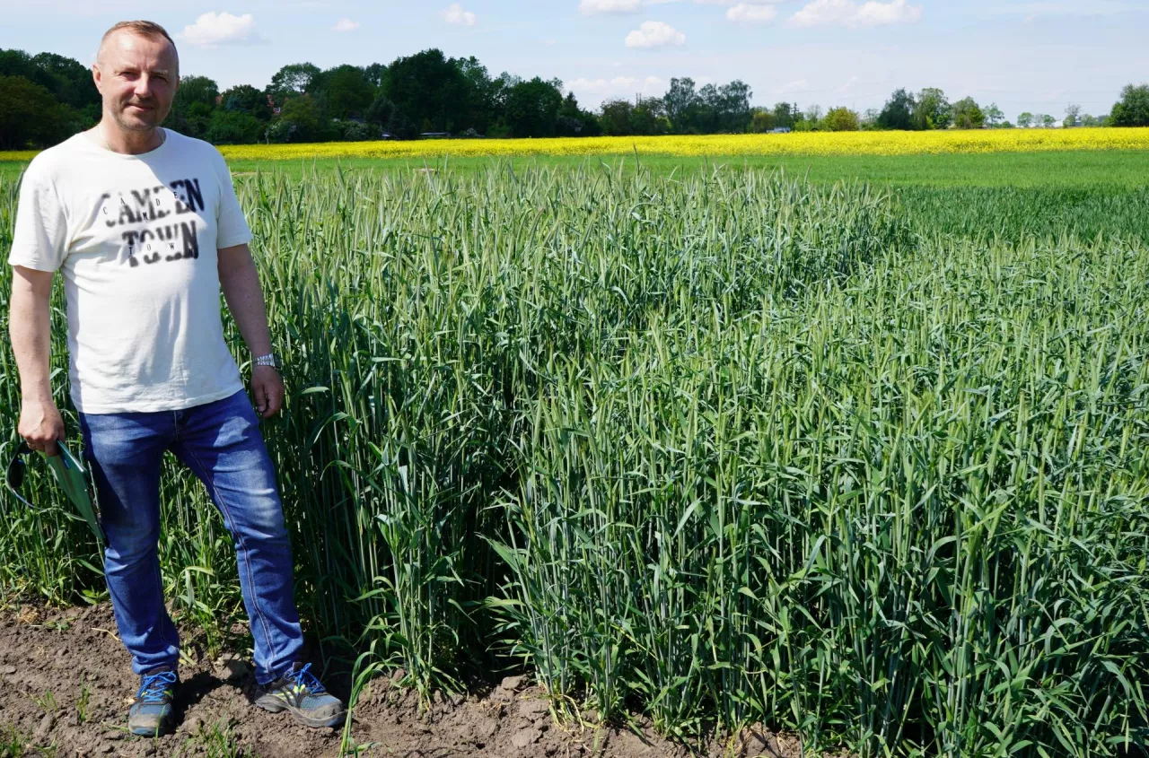 Która odmiana da największy plon? Tutaj rolnik porówna je wszystkie naraz
