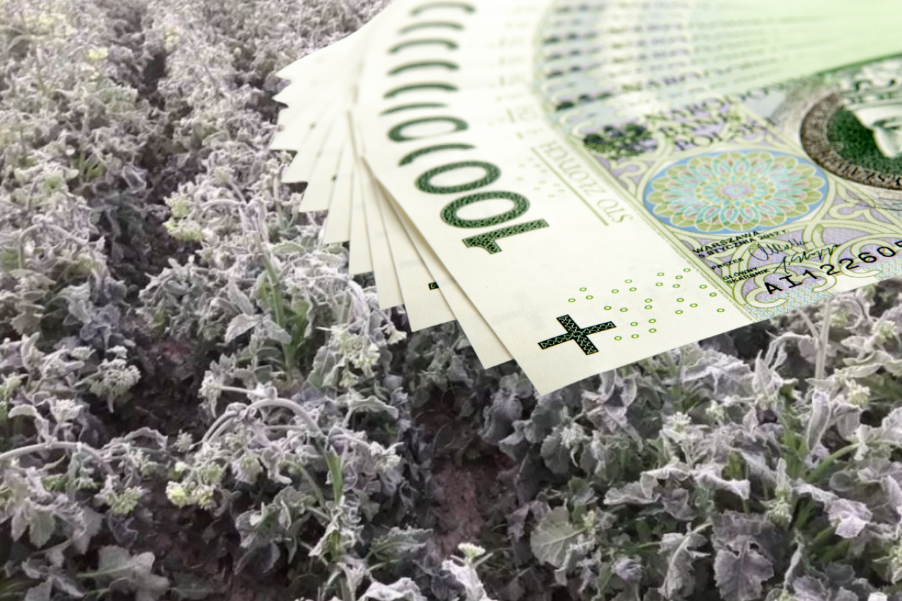przymrozki zniszczyły rzepak, banknoty polskie 