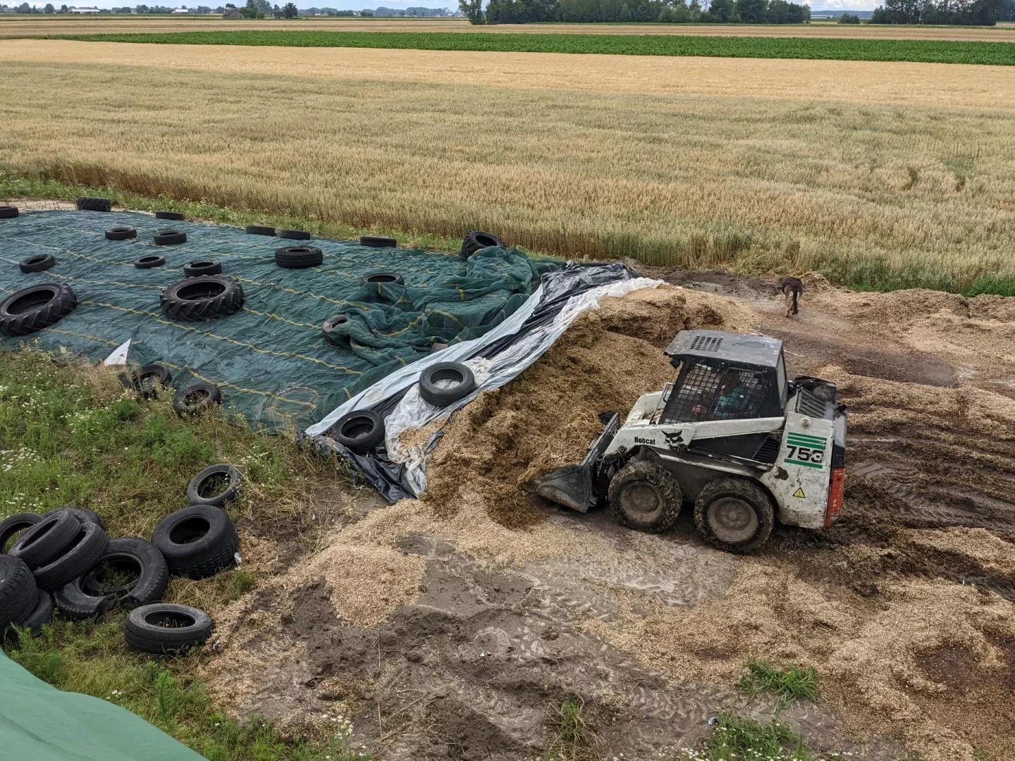 Z zewnątrz idealna, w środku pleśń. Dlaczego psuje się kiszonka?