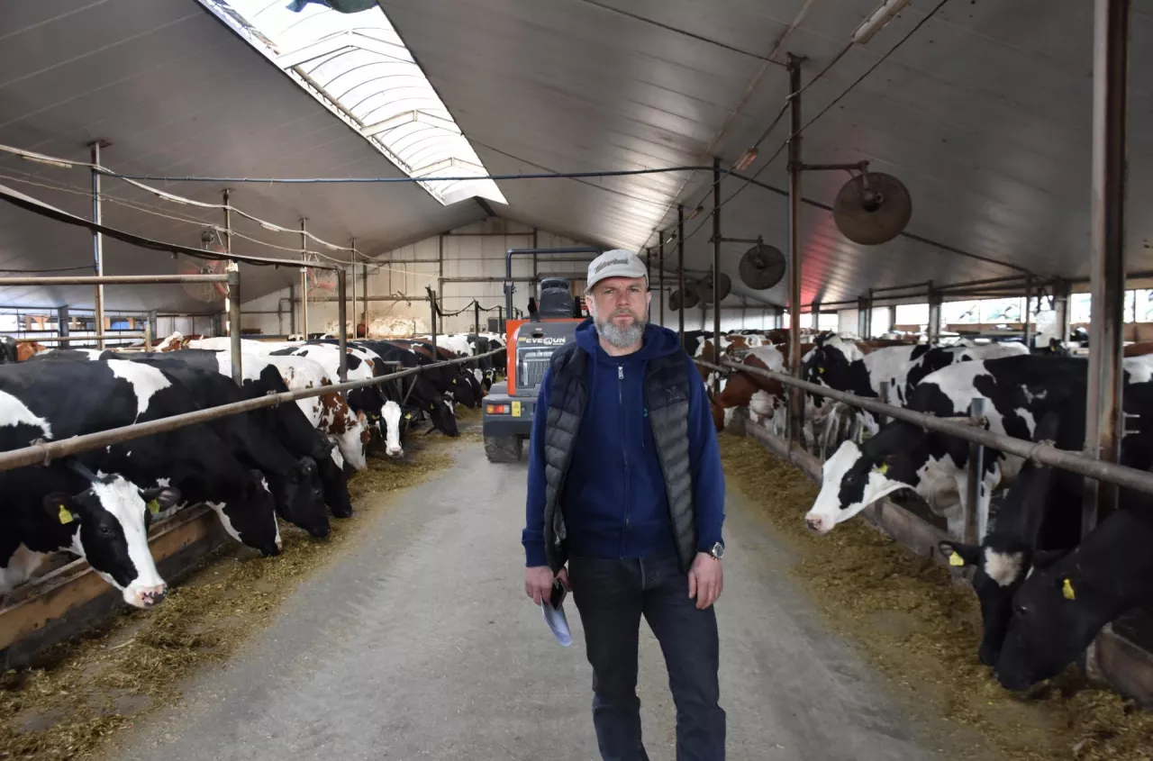 Podpatrzył to w Pawłowicach. Przy 230 krowach wybrakował tylko 5 sztuk