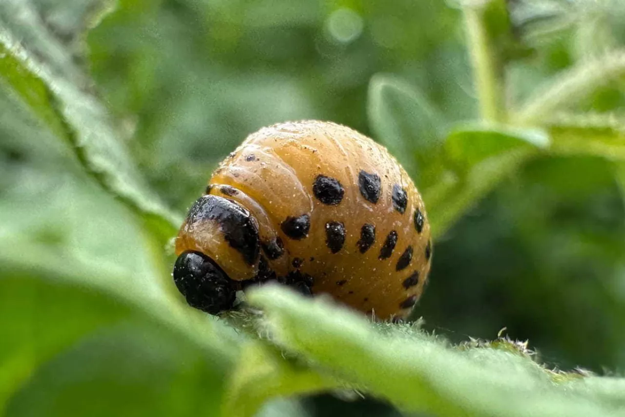 Fot. Jakub Dobrosz 