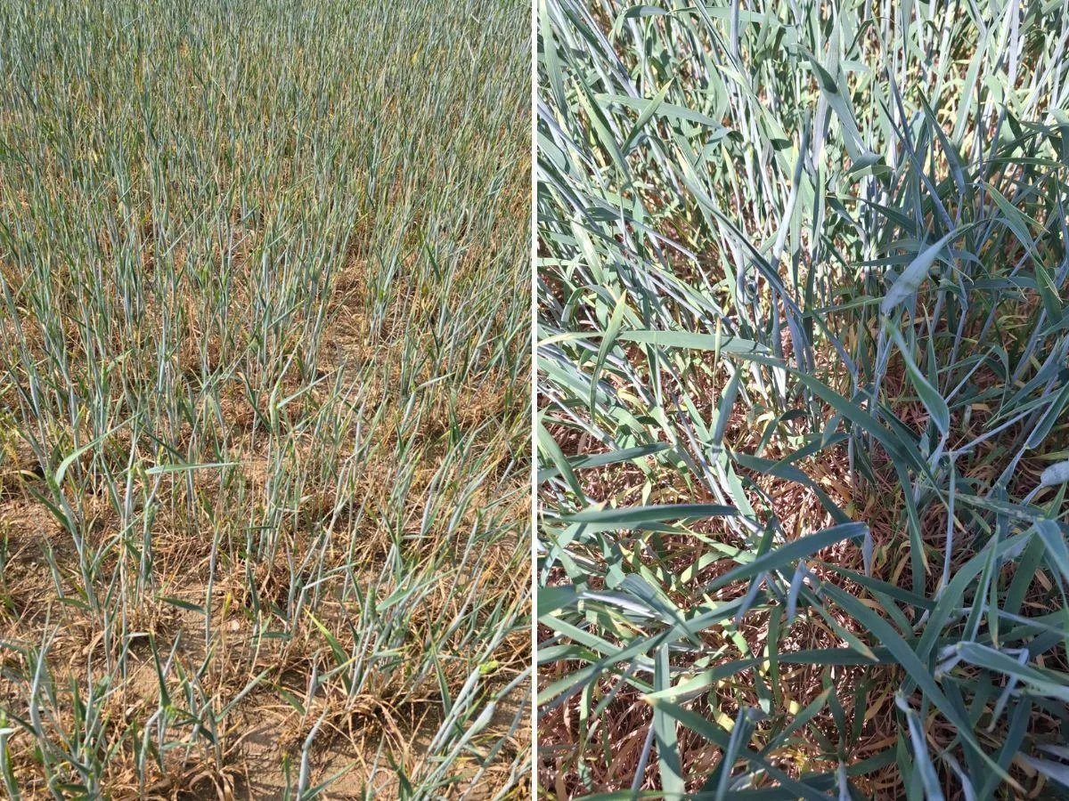 Wsadzili 4000 zł w hektar. Nie zbiorą nic? „Kłosy bieleją, owies ma 20 cm”