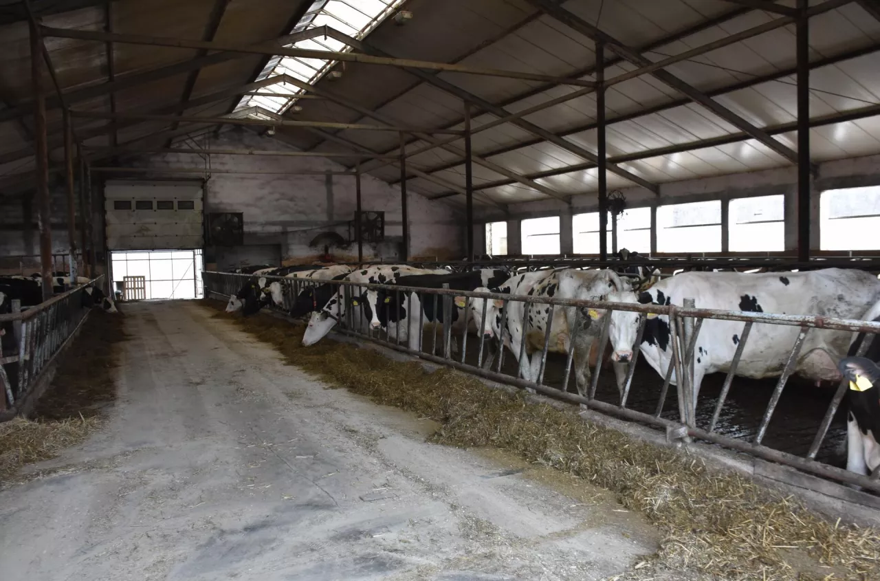 Miał 70 krów. Zostawił 50 i zaczął produkować więcej mleka