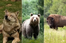 Wilki coraz bliżej gospodarstw. Jest decyzja prezydenta